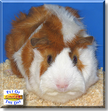 Ginger, the Pet of the Day