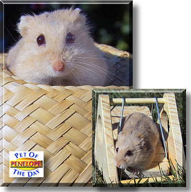 Penelope, the Pet of the Day