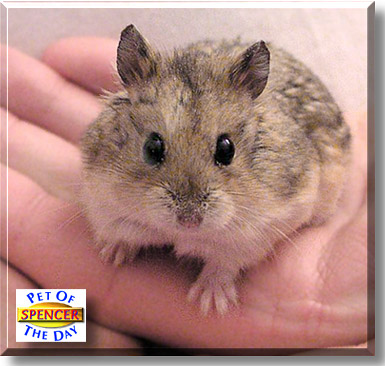 Spencer, the Pet of the Day