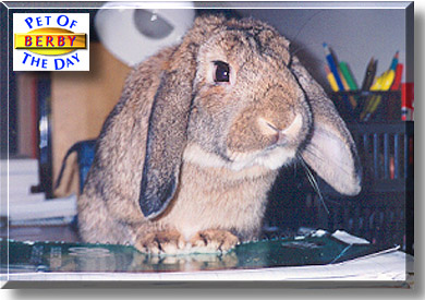 Berby, the Pet of the Day
