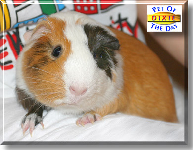 Dixie, the Pet of the Day