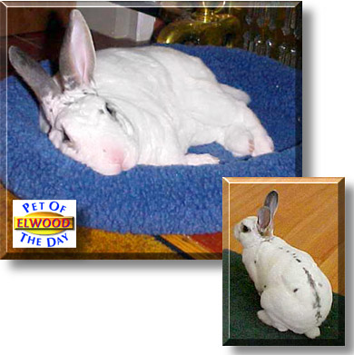 Elwood, the Pet of the Day