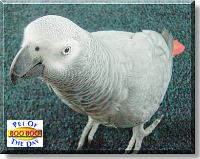 Boo Boo, the Pet of the Day