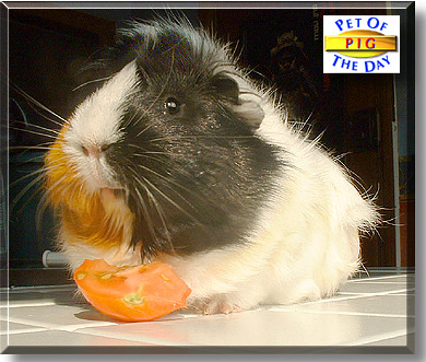 Pig, the Pet of the Day