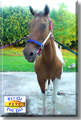 Pete, the Pet of the Day