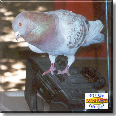 Earnhardt, the Pet of the Day