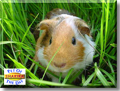 Shakira, the Pet of the Day