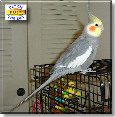 Poly, the Pet of the Day