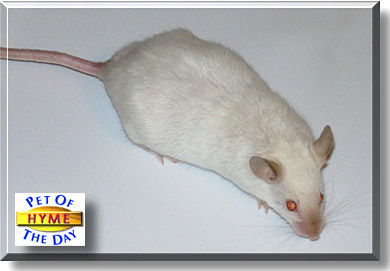 Hyme, the Pet of the Day