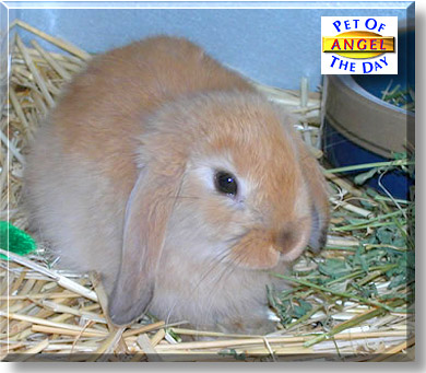 Angel, the Pet of the Day