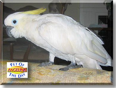 Angelina, the Pet of the Day