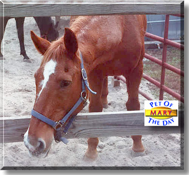 Mary, the Pet of the Day
