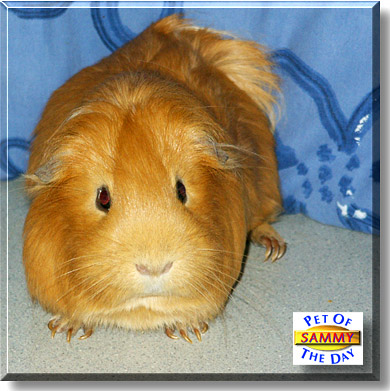 Sammy, the Pet of the Day