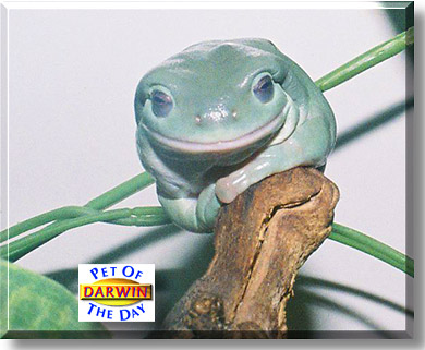Darwin, the Pet of the Day