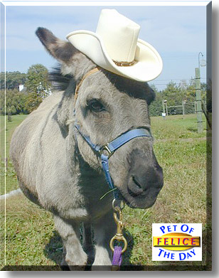 Felice, the Pet of the Day