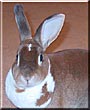 Peaches the Mini Rex Rabbit