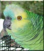Samantha the Amazon Parrot