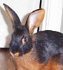 Dexter the Dwarf Rabbit