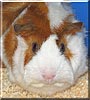 Ginger the Abyssinian Guinea Pig