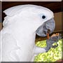 Max the Umbrella Cockatoo
