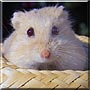 Penelope the Fancy Dwarf Hamster