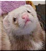 Minnie the Ferret