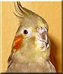 Signe the Cockatiel
