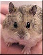 Spencer the Russian Dwarf Hamster