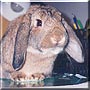Berby the Mini lop Rabbit