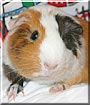 Dixie the Guinea Pig