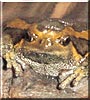 Buddha the Asian Narrow Mouth Frog