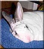 Elwood the Mini rex Rabbit