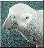 Boo Boo the African Grey
