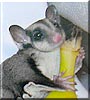 Quinn the Sugar glider