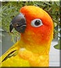Sam the Sun Conure