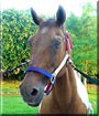 Pete the Paint Horse