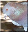 Earnhardt the Pigeon