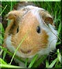 Shakira the Sheltie Guinea Pig
