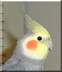 Poly the Grey Cockatiel
