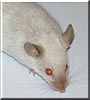 Hyme the Fancy Mouse