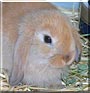 Angel the Dwarf Lop Rabbit