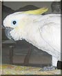 Angelina the Crested Cockatoo