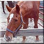 Mary the Quarter Horse