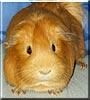 Sammy the Guinea Pig