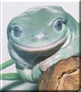 Darwin the White's Tree Frog