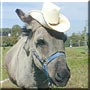 Felice the Donkey