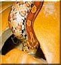 Sheikh the Carolina corn snake