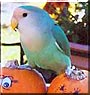 Loki the Peach Faced Lovebird