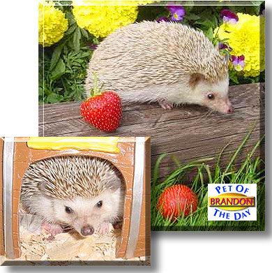 Brandon, the Pet of the Day