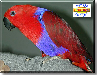 Corona, the Pet of the Day